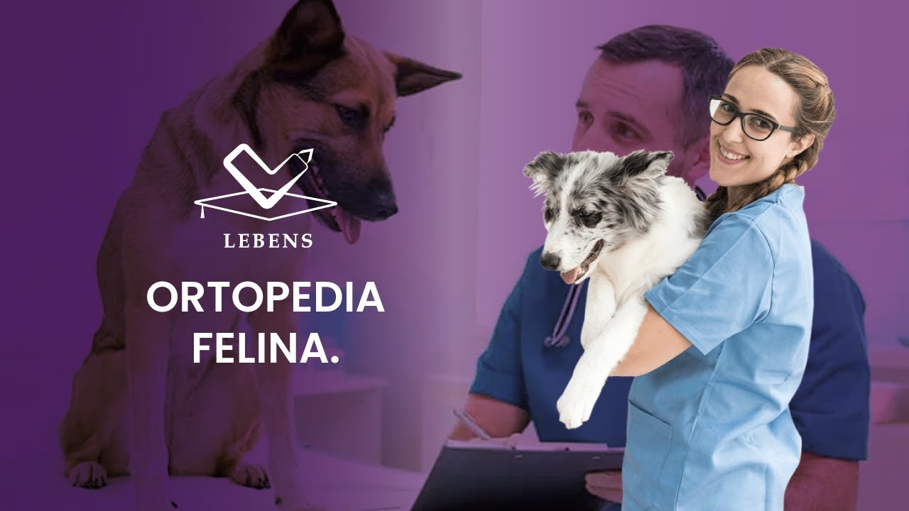ORTOPEDIA FELINA.