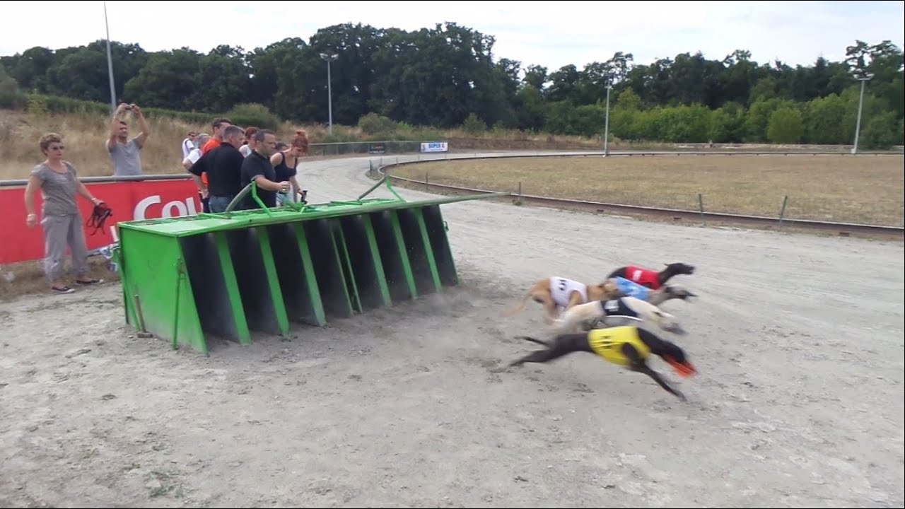 thierry  DAILLEUX,  Août 2015, CYNODROME de  Maulévrier 49360, Courses /Lévriers, dimanche 9 août