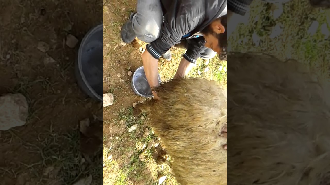 طريقة حلب الغنم السوري