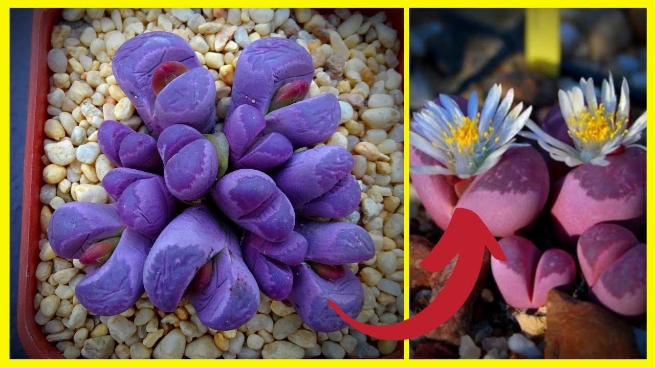 20 ESPÉCIES E TIPOS DE LITHOPS I CORES DE LITHOPS LITHOPS ROXO, PEDRA VIVA, PLANTA DE PEDRA