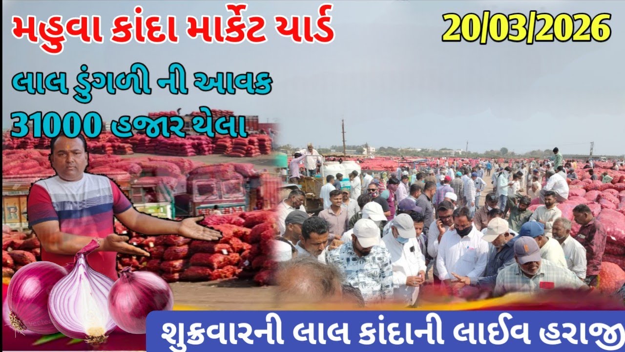 શુક્રવારની લાલ કાંદા ની લાઈવ હરાજી |20/03/26 | APMC MAHUVA |red onion market price today 💸 |