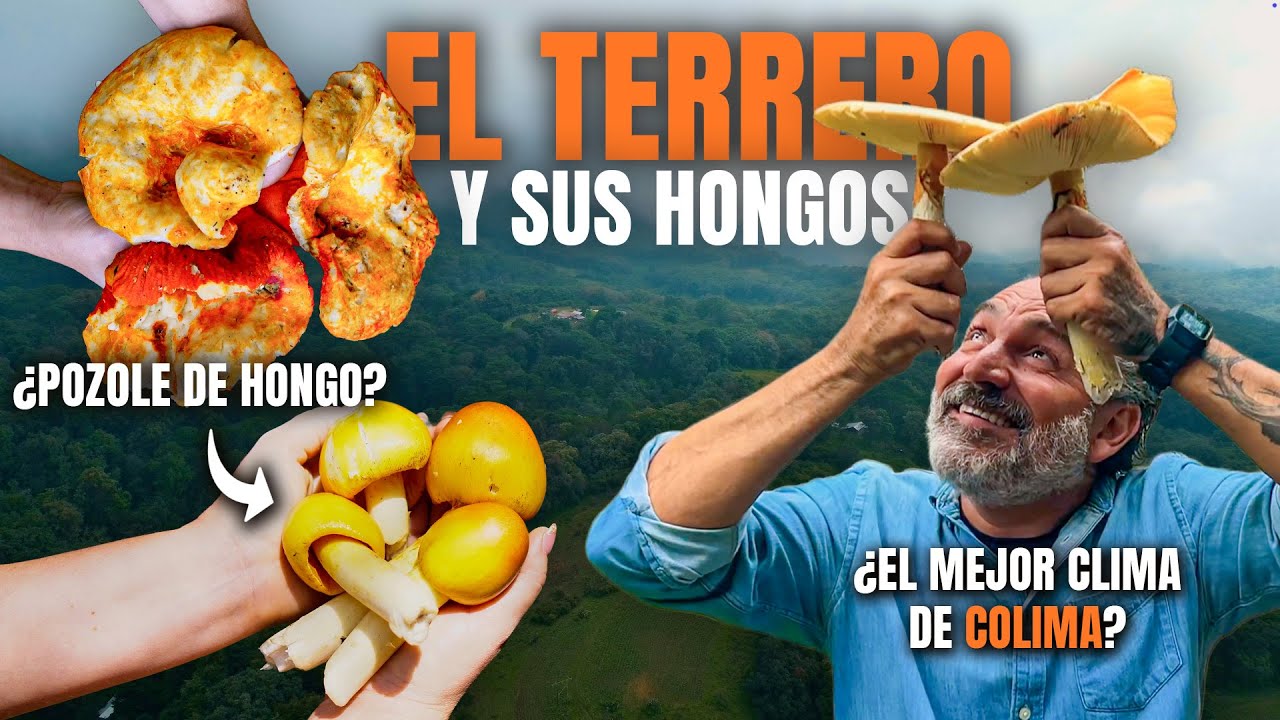 EL TERRERO y sus HONGOS, el RINCÓN MÁGICO de COLIMA que POCOS CONOCEN | Colima Sabe