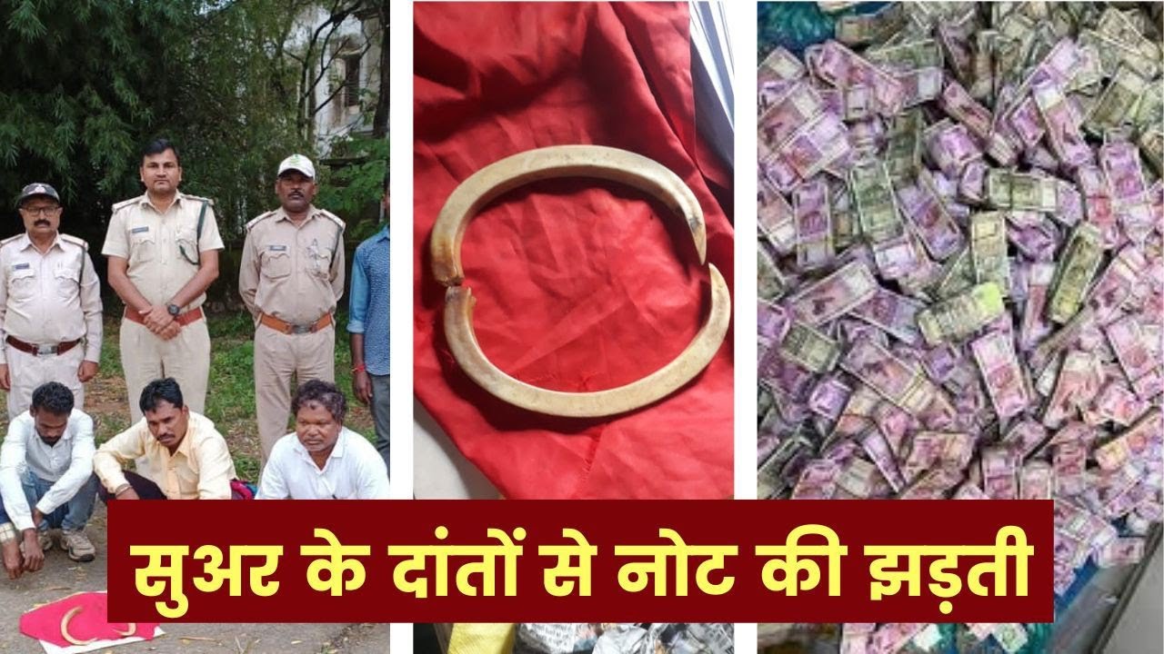 बड़ी खबर: नोट की झड़ती करने जंगली सुअर के दांतों का प्रयोग.. क्या है पुरा मामला @BALAGHAT KHABAR