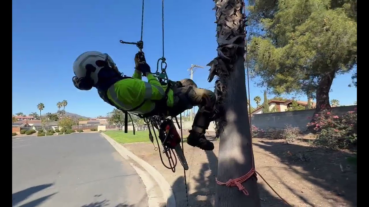 Cómo subir a una palma peligrosa en doble linia , que cansado termine usando el thauling hitch 😅