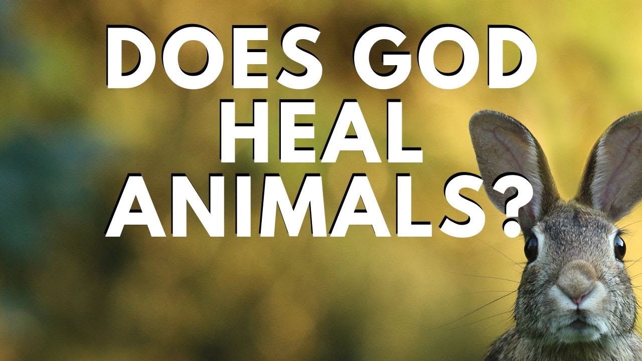 Bring It On-Line: Does God heal animals?