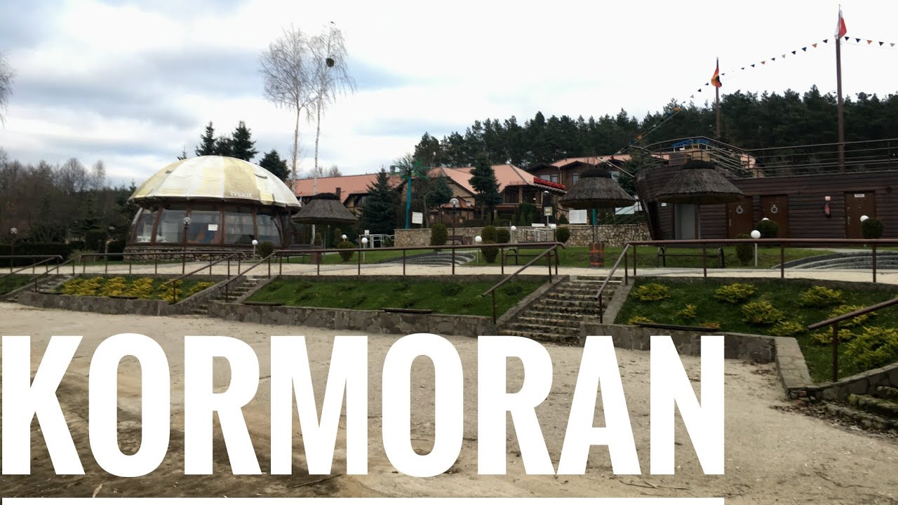 Kormoran. Sulęcin.