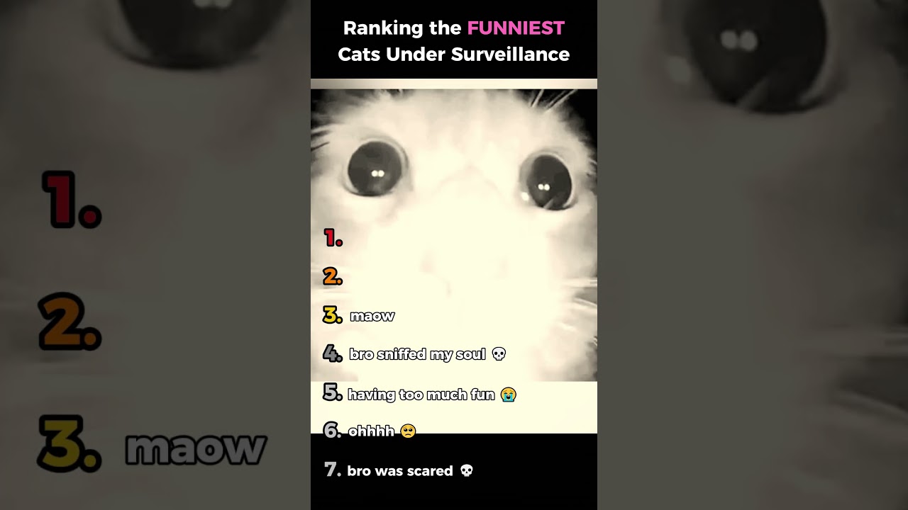 Ranking Funniest Cats Under Surveillance 🎥