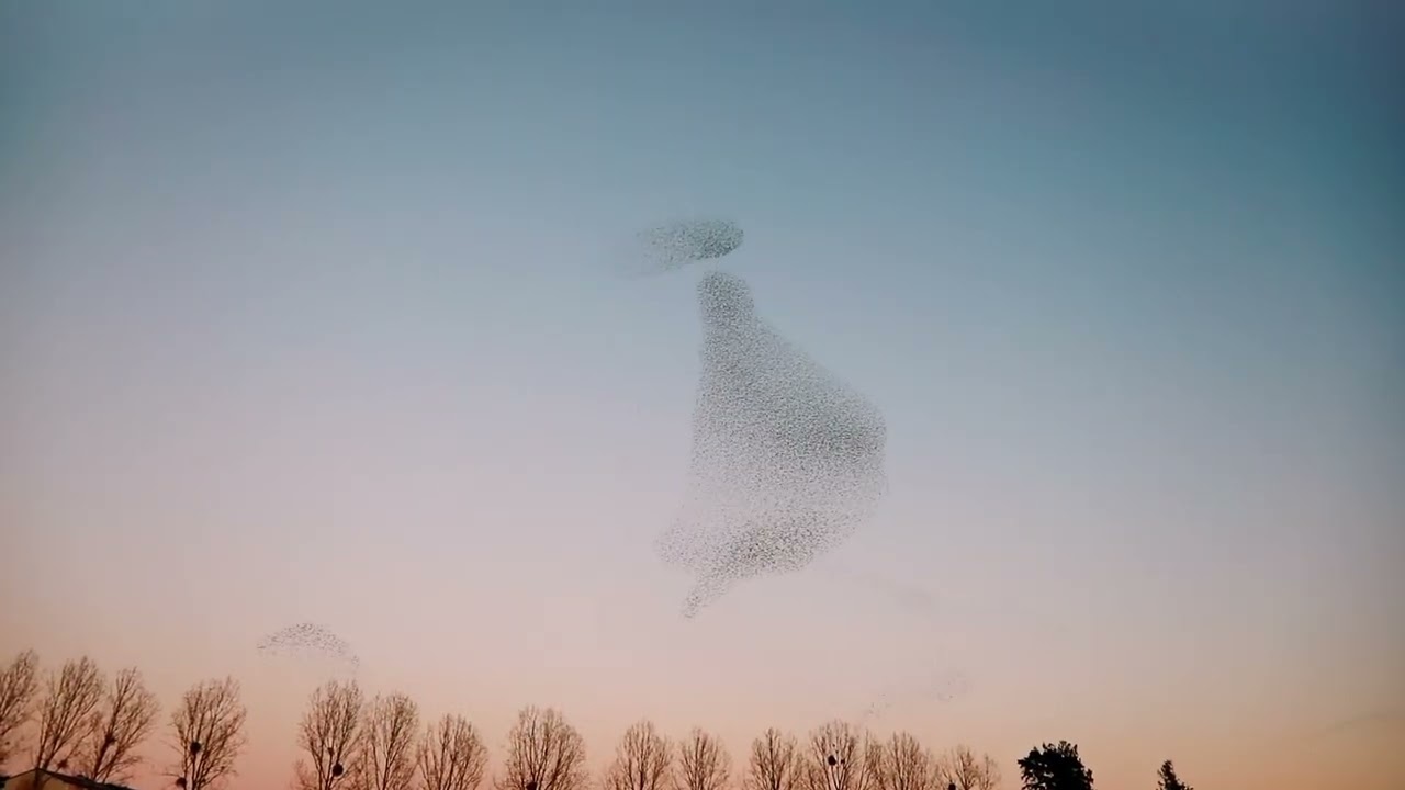 ♪ starlings reel ♪