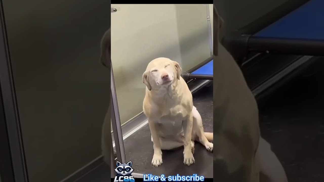GOOFY DOGS MEET BADASS CATS | Funny Dogs & Cats Compilation