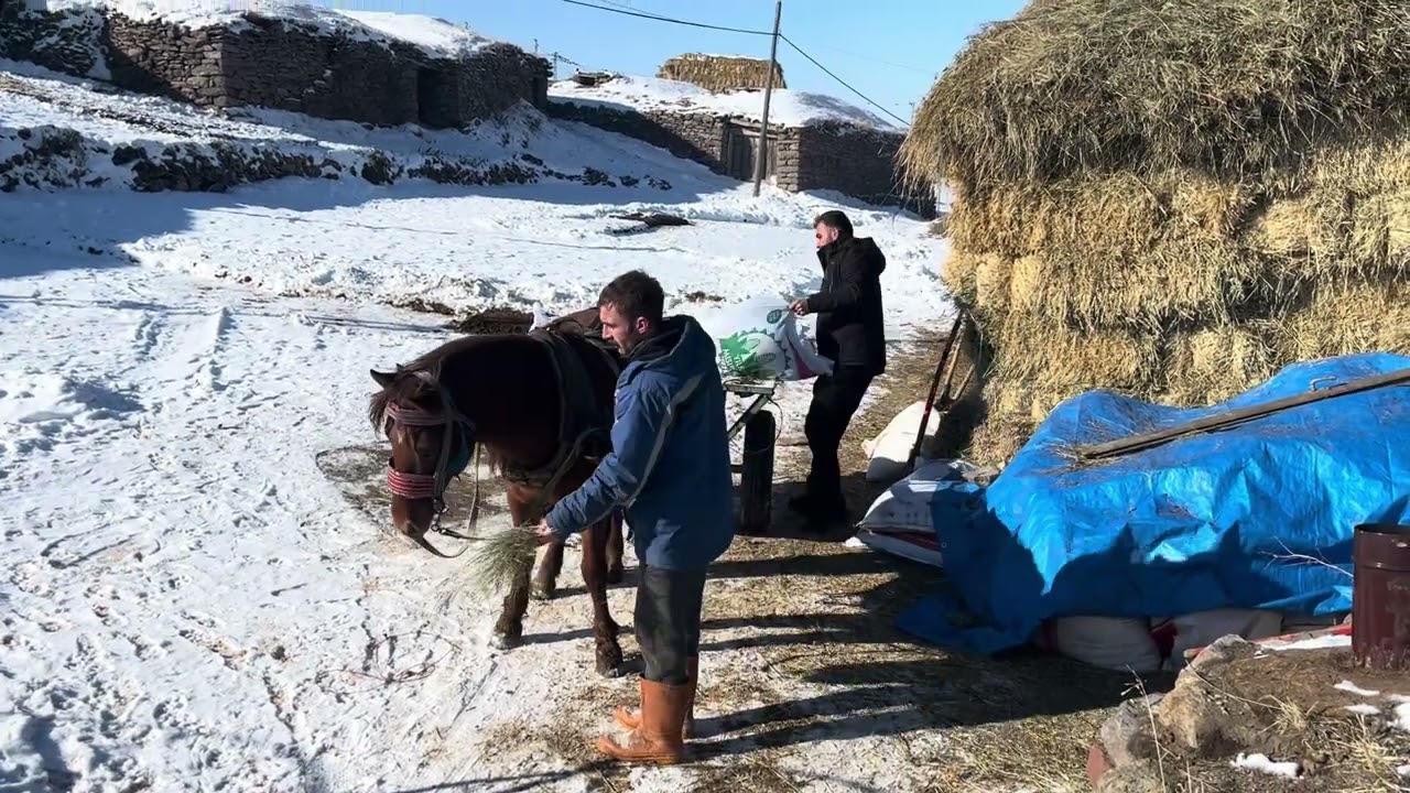 Koyunlu köyü köyde bir ğün 