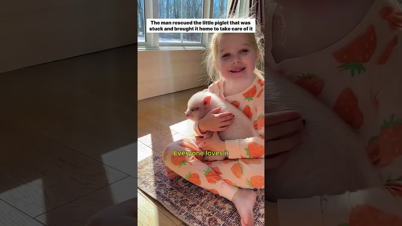 Rescuing a trapped piglet #piglet #rescue #lovestory #cute #pets #wildliferescue #animalfriendship