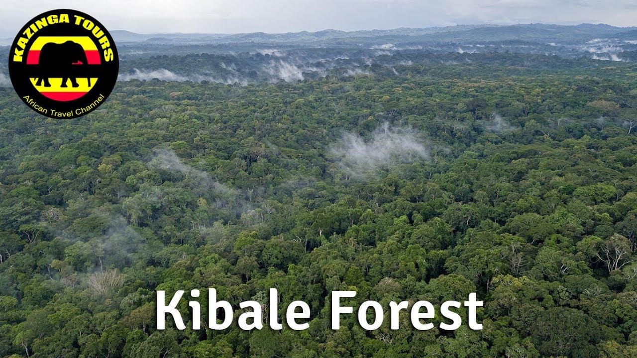 Kazinga Tours - Kibale National Park by Drone