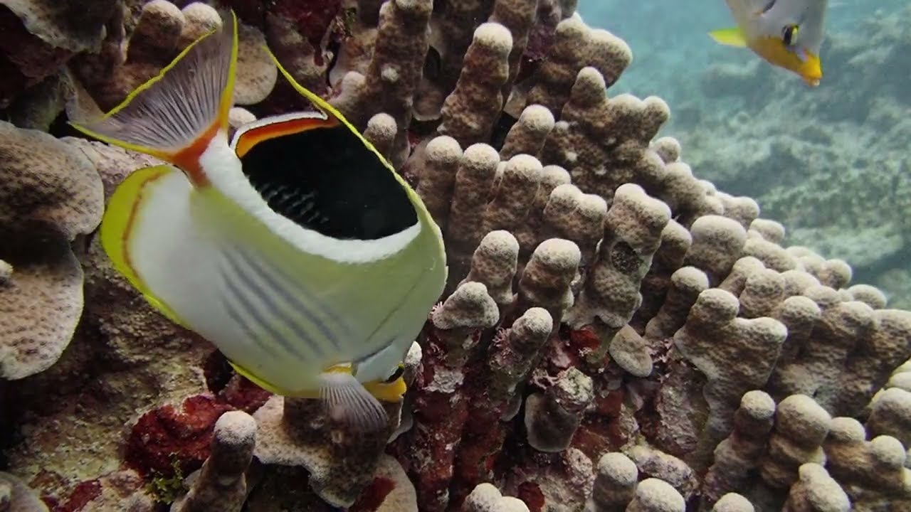 Saddle butterflyfish Gun Beach, Guam 안장나비고기 (Chaetodon ephippium) 건 비치, 괌