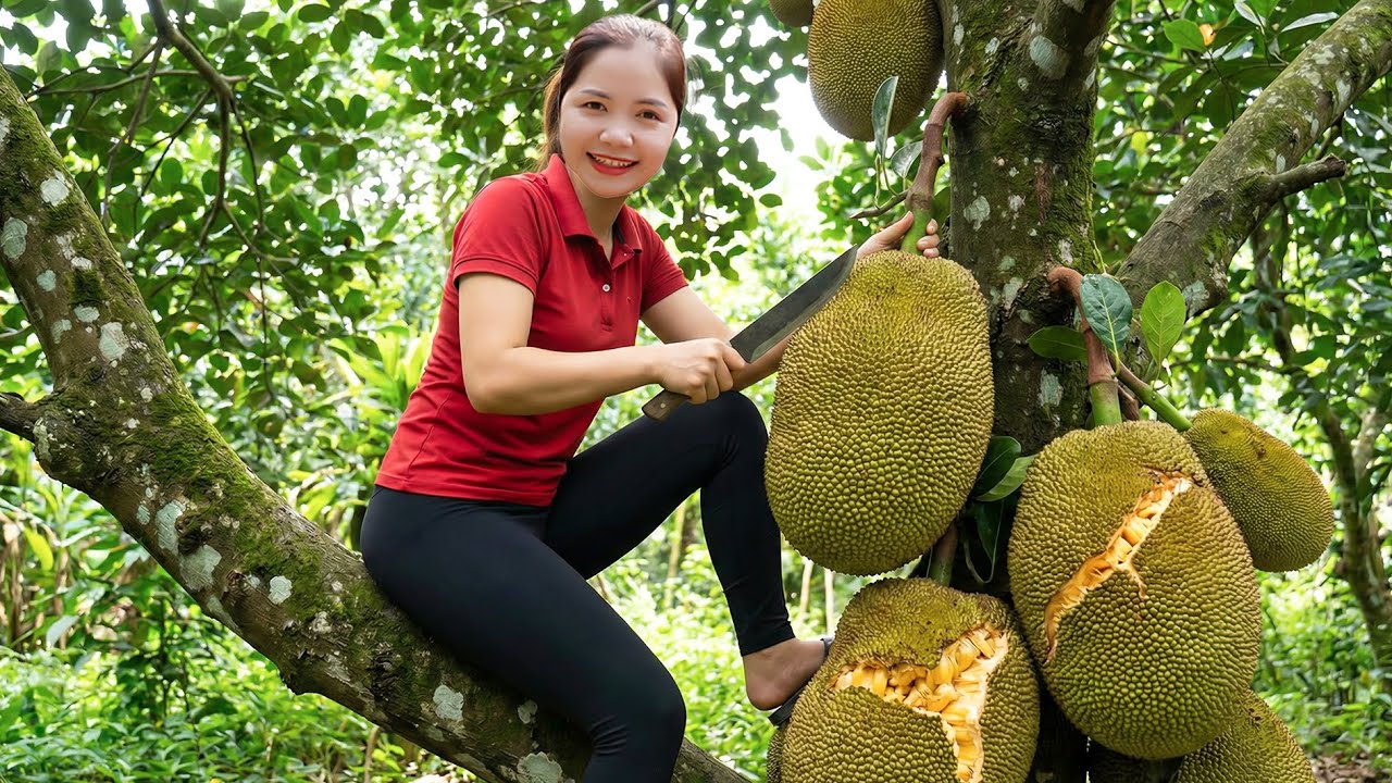 Harvesting 1000+ Lady Jackfruit ''TO NU'' To Sell At Market and Making crispy dried jackfruit