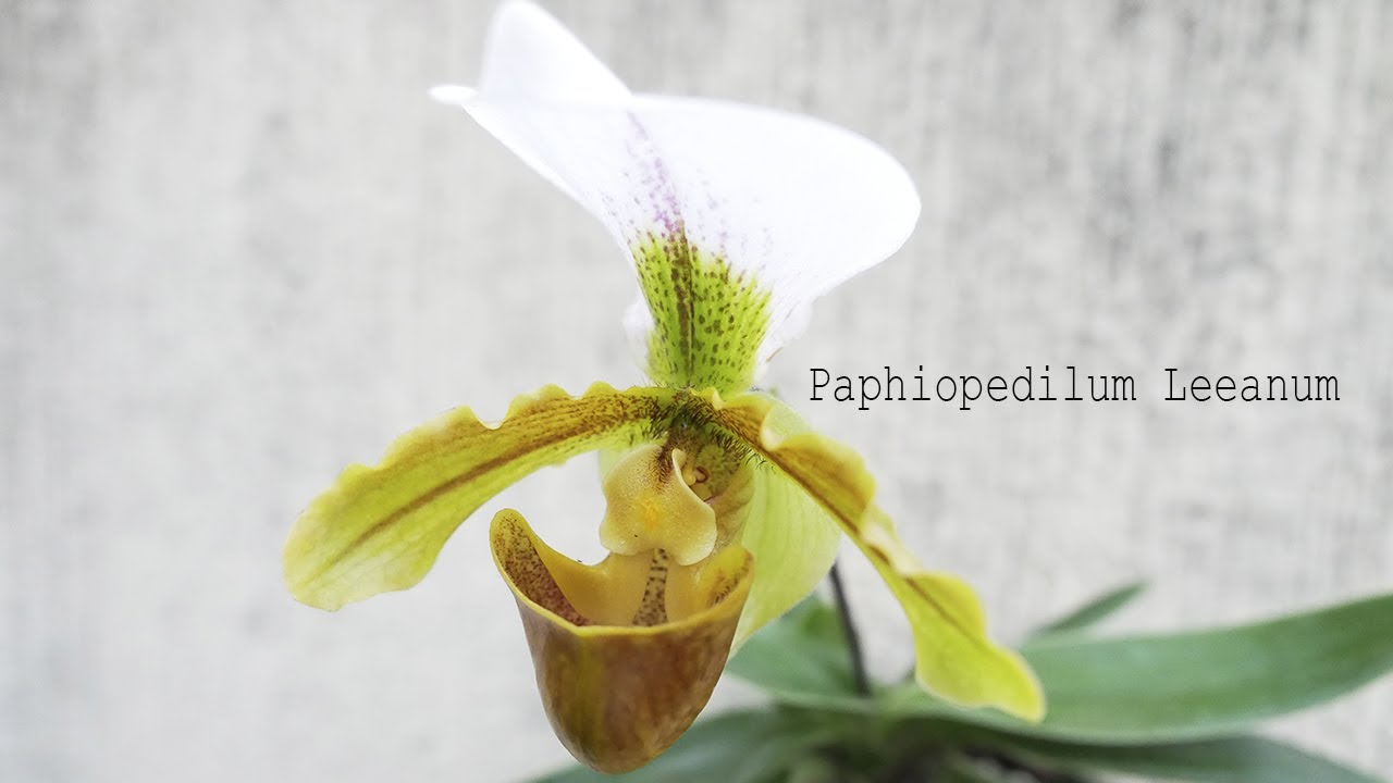 Paphiopedilum Leeanum (P. insigne x P. spicerianum) - Orchideen Pflege leicht gemacht!
