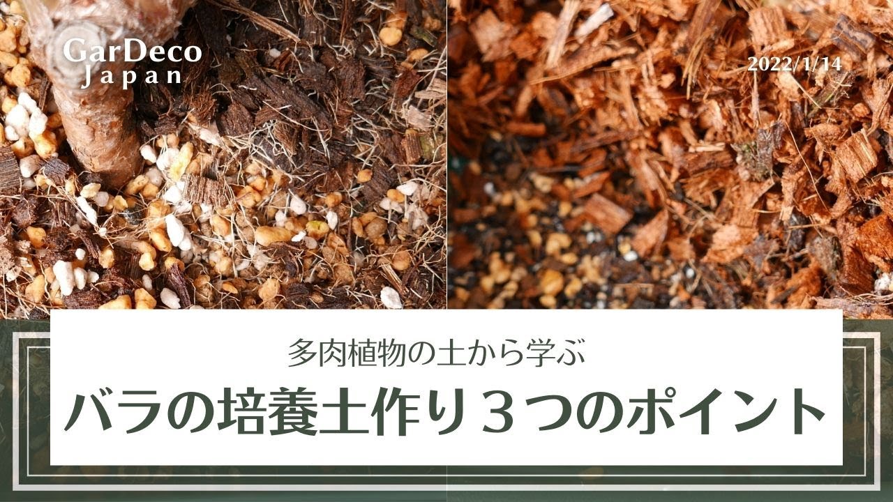 多肉植物の土から学ぶバラの培養土作り３つのポイント