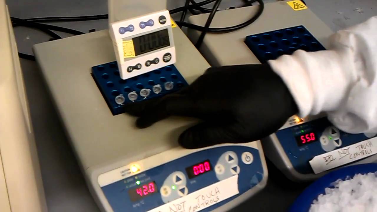 heatshock transformation of plasmid dna into chemicaly competent e coli