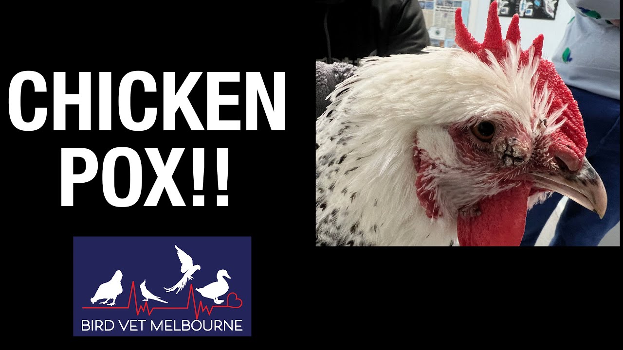 Chicken Pox In A Chicken!  How to treat it and stop the spread.