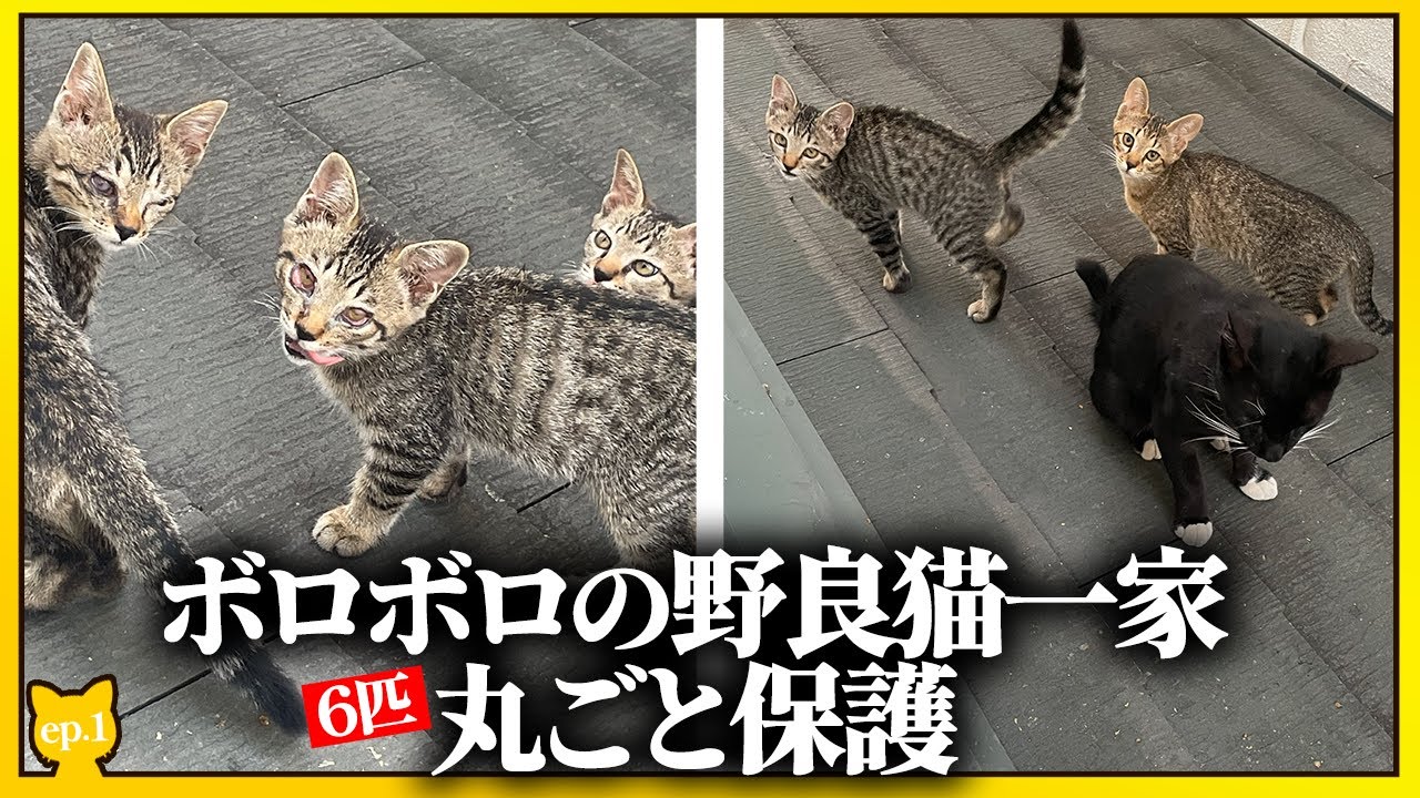 ある日突然現れた野良猫一家が幸せを掴むまでのお話【保護猫】