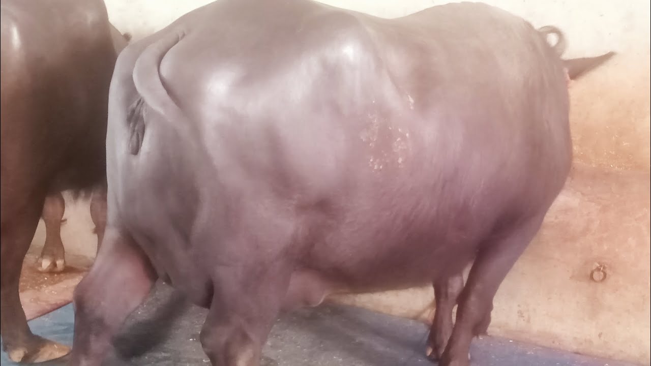  15 से 20 किलो दूध तैयार की सुपर मुर्रा झोटीया खरीदने के लिए संपर्क करें 