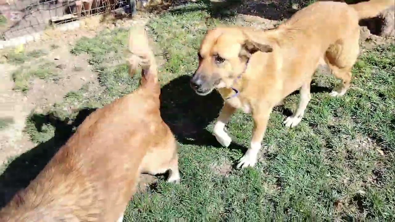 ПОНЧИК - КОРИЦА - ЧЕРНЫЙ - ПАНДА - СОУС И МИНДАЛЬ