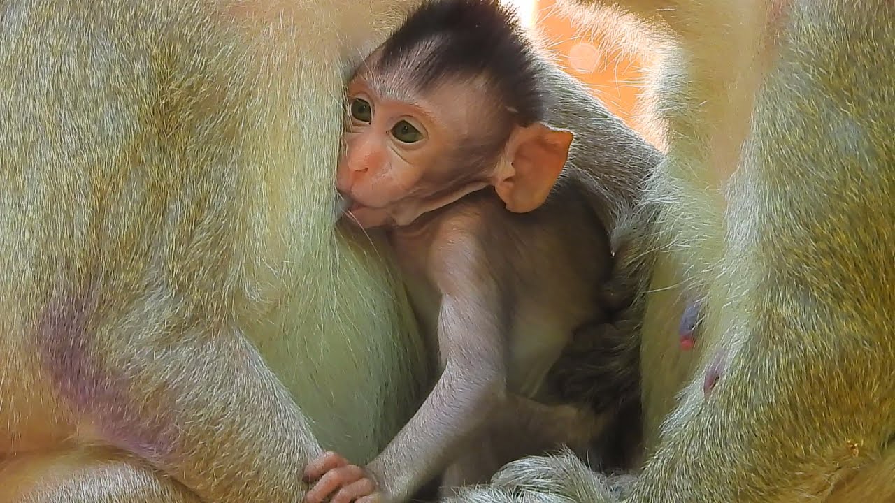 ៊Poor baby monkey Cinn getting better & Cruella bring her to sit with Queen Tara & Leyla | 15