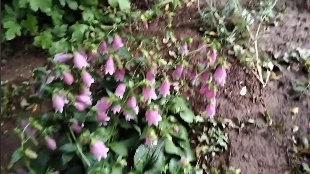 Punçtata ve Begonviller