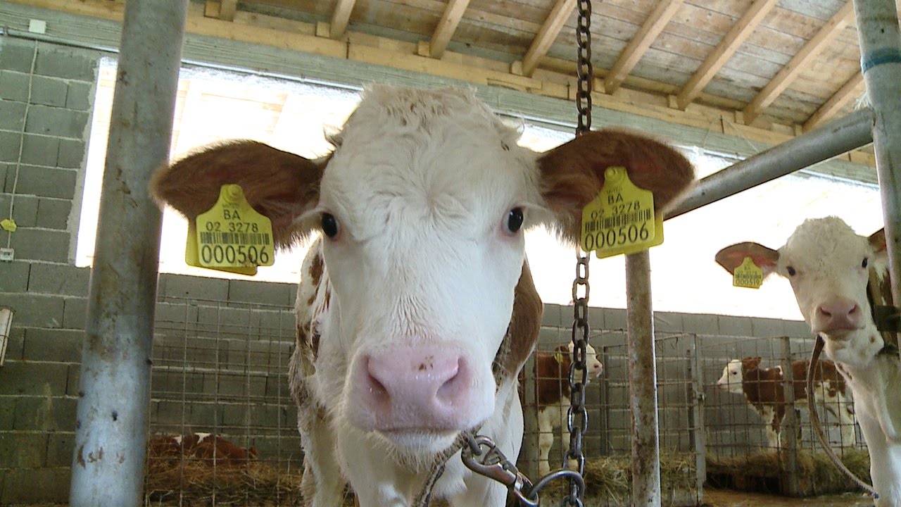 SPD P.M. MILK PJANO MIRSADA
