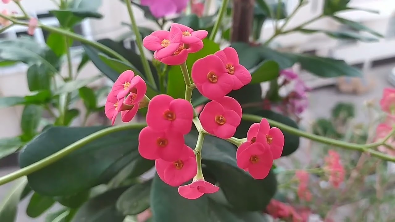 DİKENLER TACI BİTKİSİ