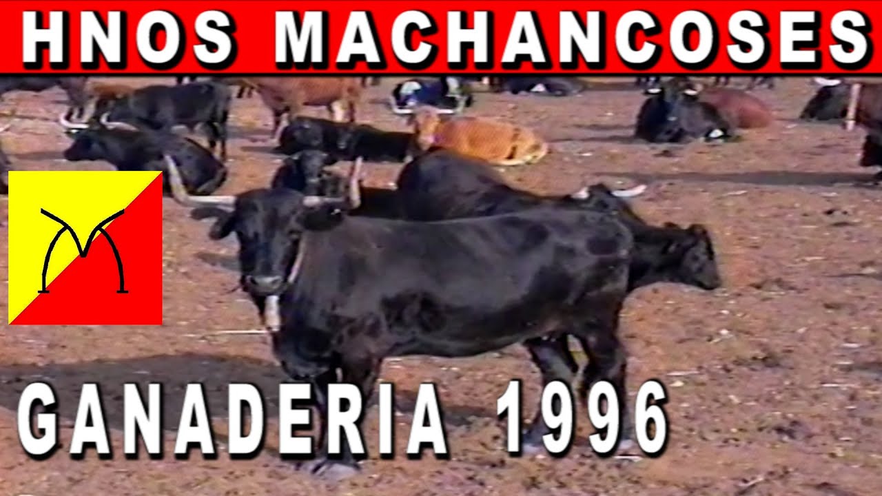 HNOS MACHANCOSES 1996 GANADERIA.