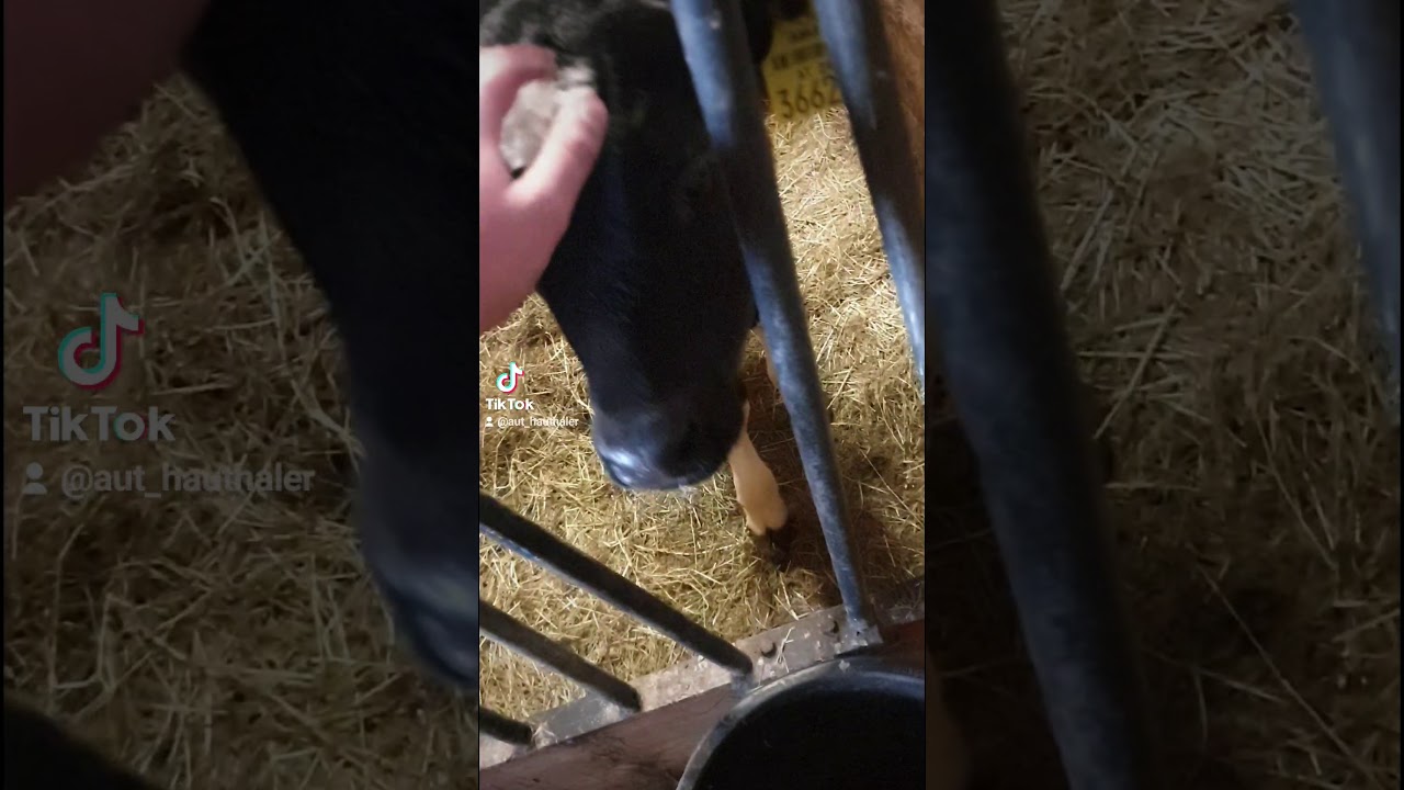 Sch&uuml;chternes Kalb (Kuscheleinheit 3.0)