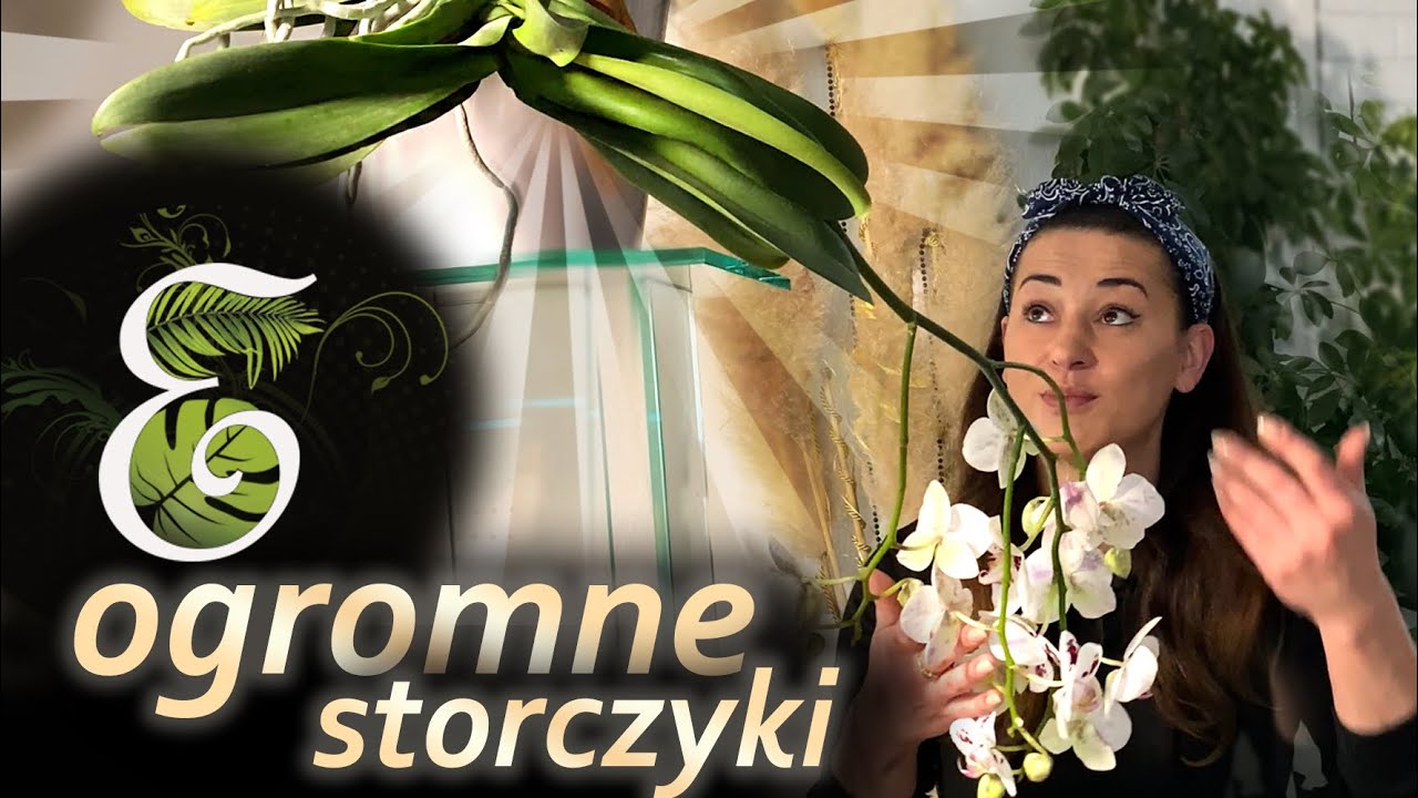Ogromne storczyki z marketu. Przesadzanie i uprawa storczyków. Storczyk bez korzeni? Co zrobić?