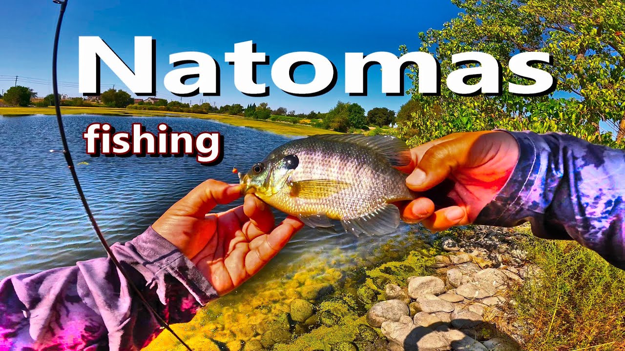 Natomas, Sacramento, California Bank Fishing in the City