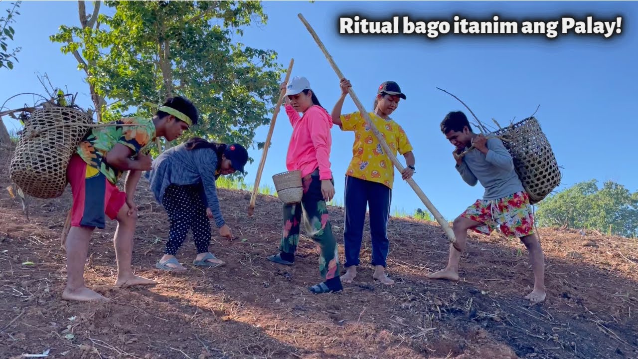 Paghahasik ng Palay sa Bundok! Sinaunang Paraan ng Pagtatanim | PAGSASAKA SA BUNDOK