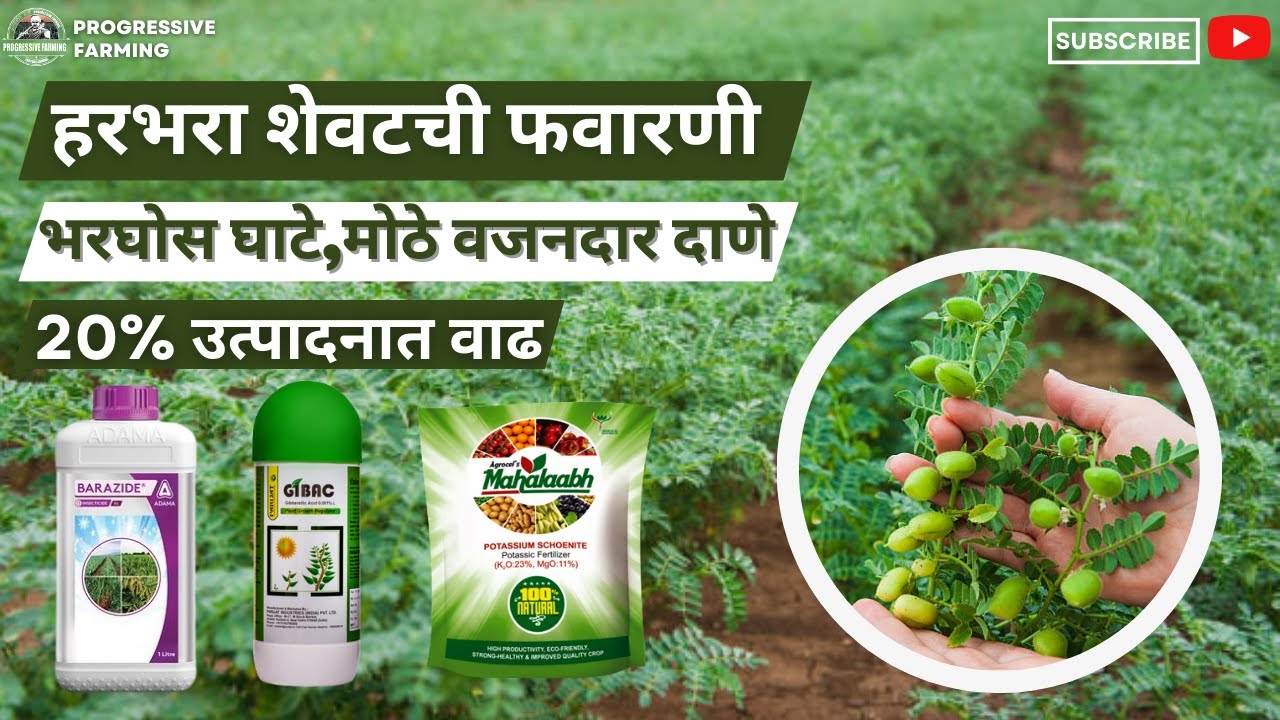 हरभरा शेवटची फवारणी||भरघोस घाटे,मोठे वजनदार दाणे||20% उत्पादनात वाढ||Harbhara 3rd Spray