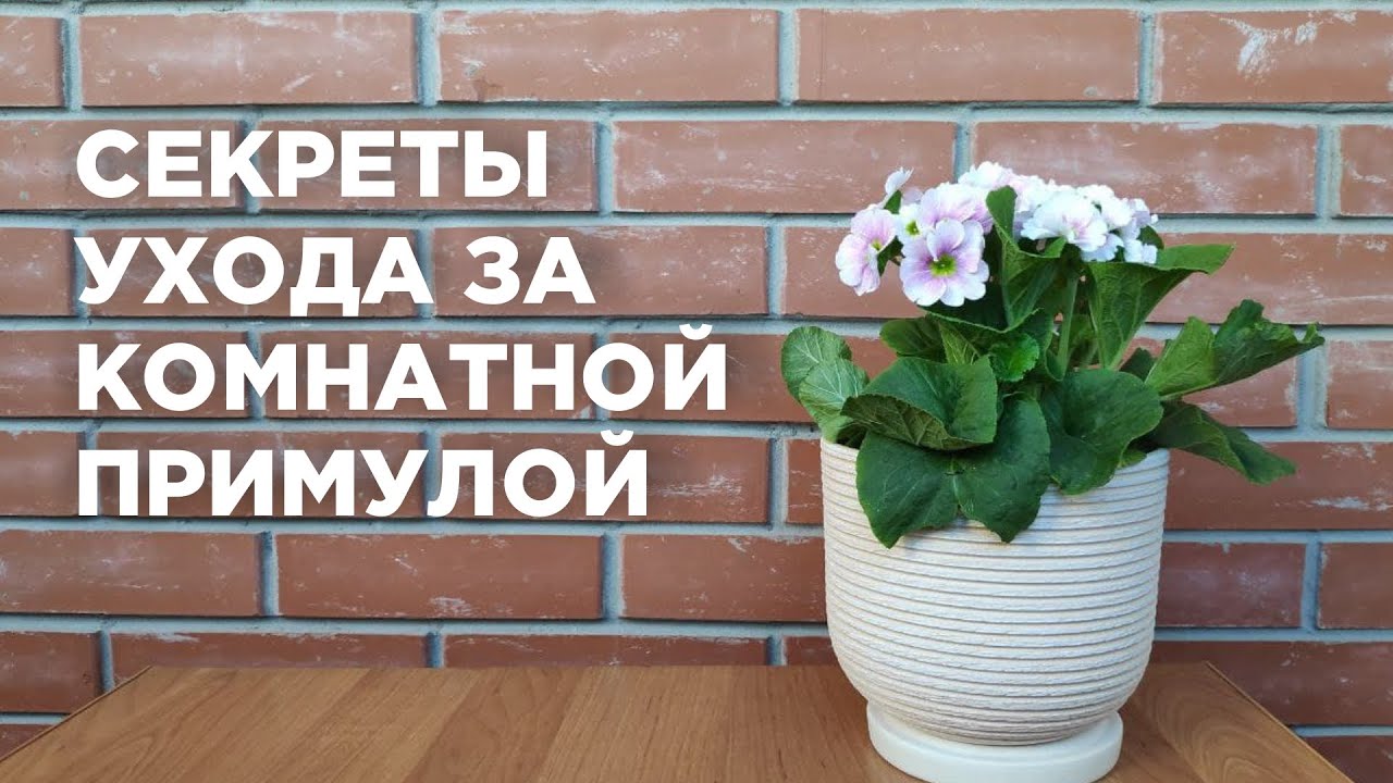 Примула комнатная (первоцвет) - как ухаживать за цветком в домашних условиях