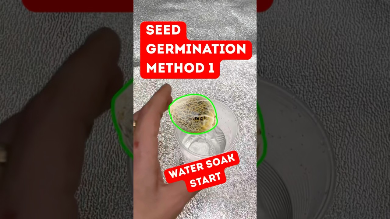 How to germinate Cannabis seeds METHOD 1 | EASY WATER SOAK TRICK