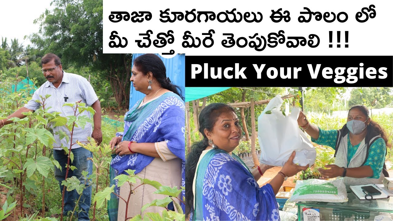 Pluck your Veggies/మీకు కావలసిన కూరగాయలు మీరే తెంపుకోండి/Farm fresh vegetables/Organic/Natural life
