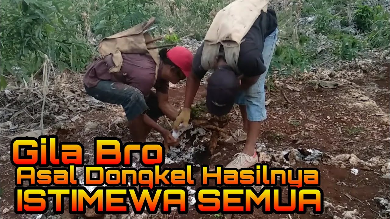 Gila Bro, asal dongkel BONSAI Hasilnya ISTIMEWA SEMUA