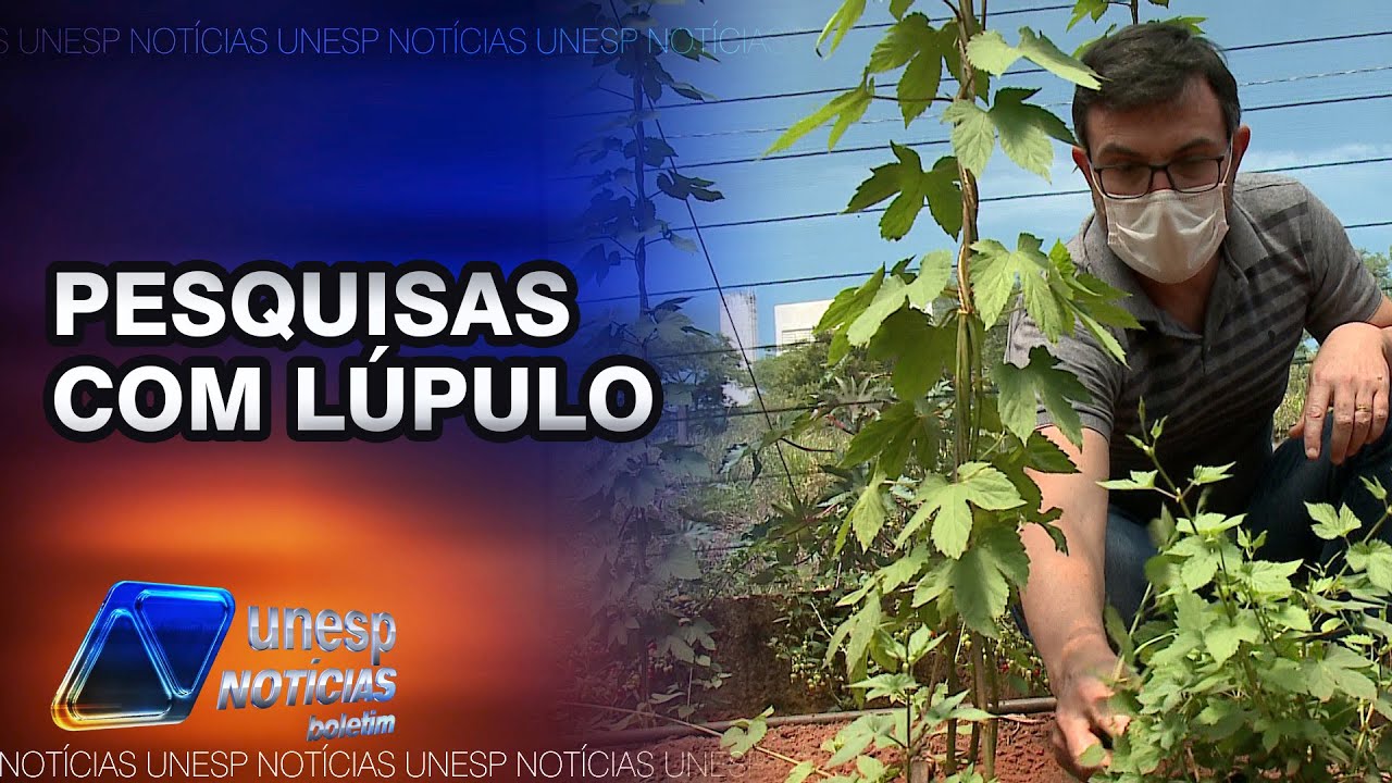 Lúpulo, a planta da Cerveja. Pesquisadores investigam aplicações e manejo do lúpulo no Brasil