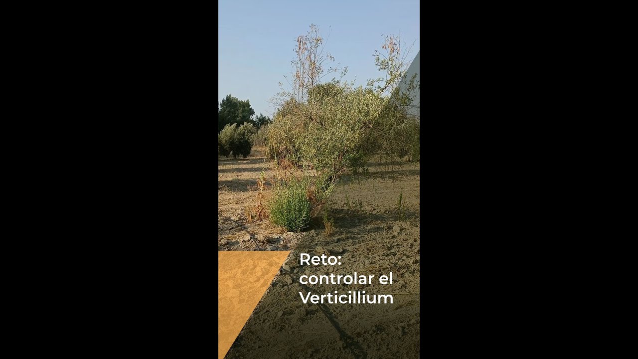 RETO: CONTROLAR EL VERTICILLIUM