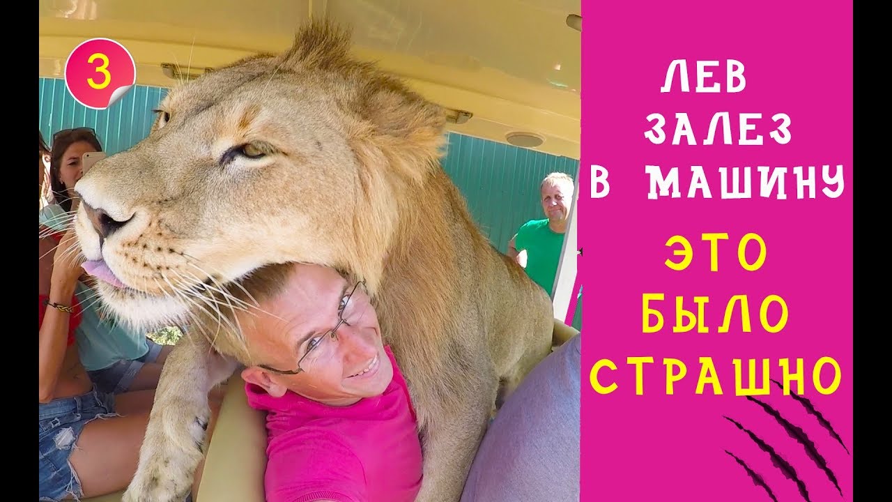 ЛЕВ ЗАЛЕЗ В МАШИНУ С ТУРИСТАМИ В КРЫМСКОМ САФАРИ-ПАРКЕ ТАЙГАН