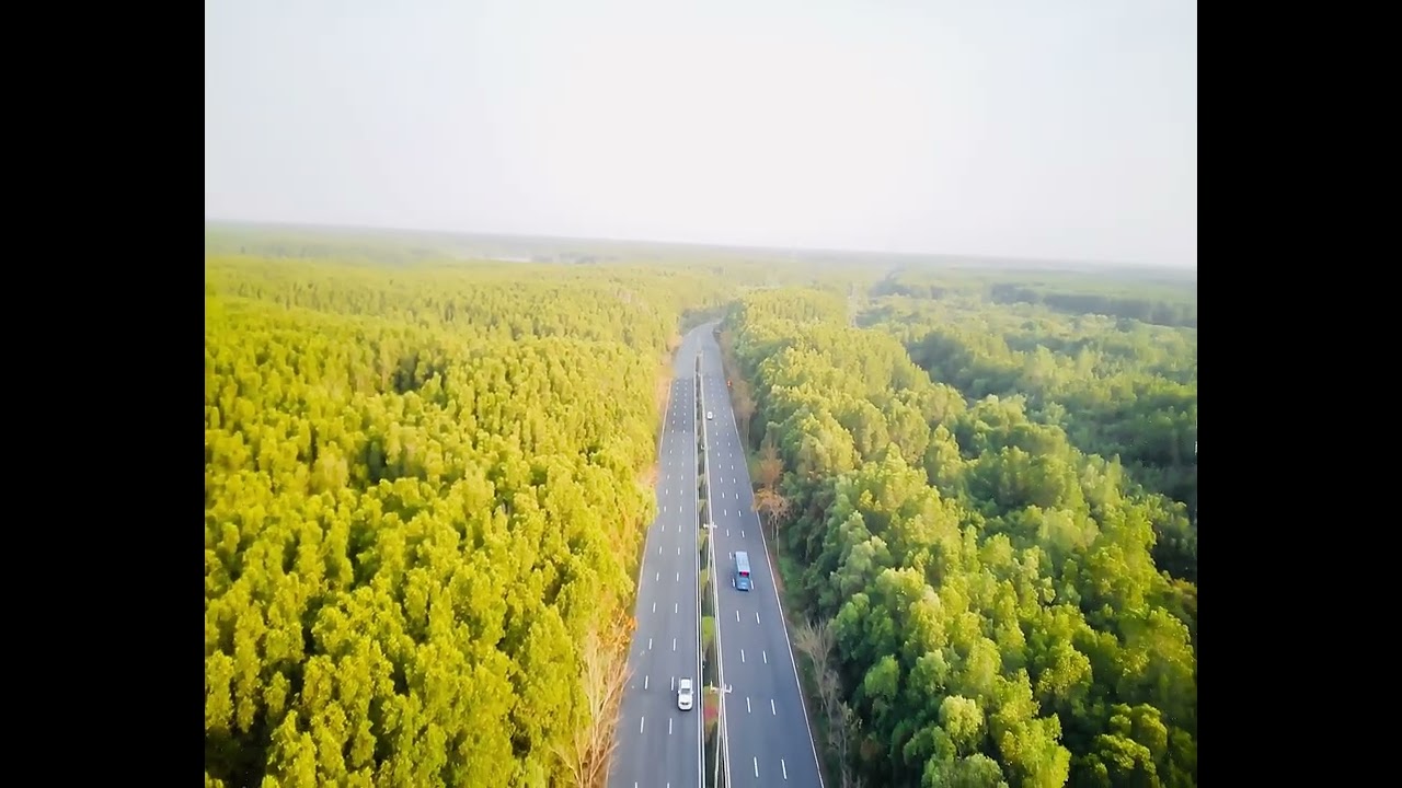 Câu chuyện rừng xanh