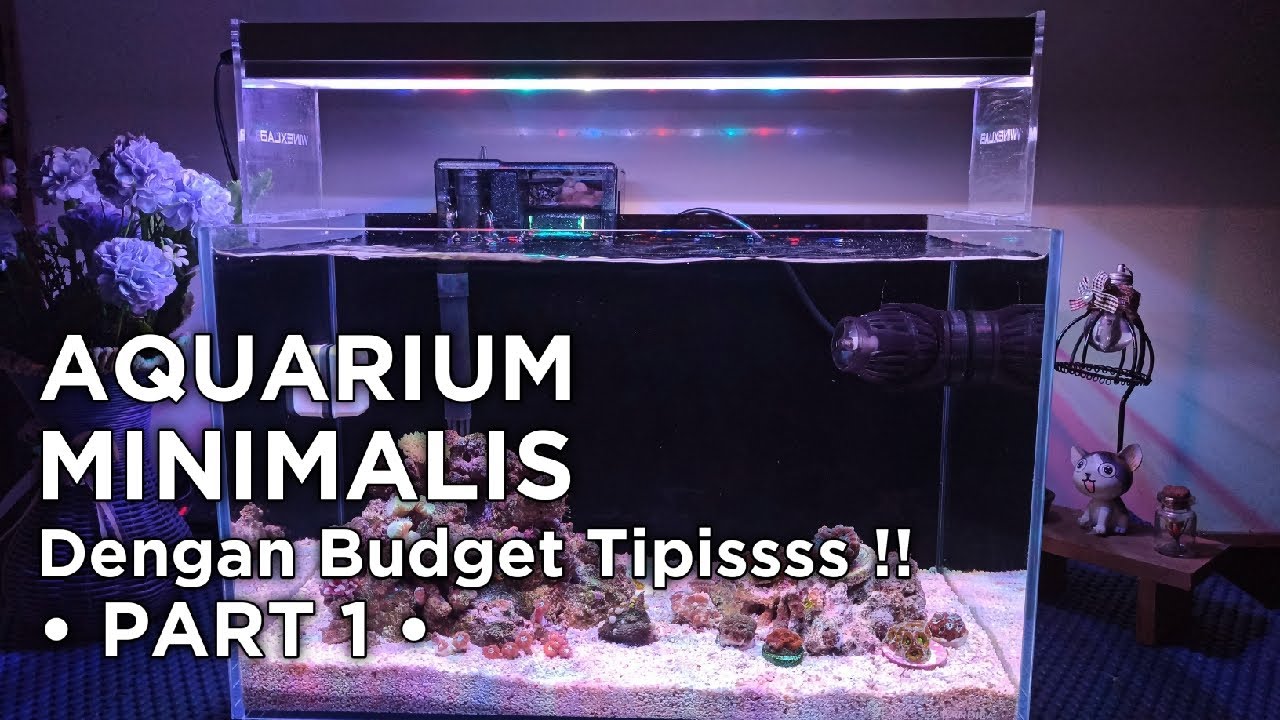 Cara Membuat Akuarium Laut Untuk Pemula Dengan Budget Tipis ( Tanpa Skimmer ) !!