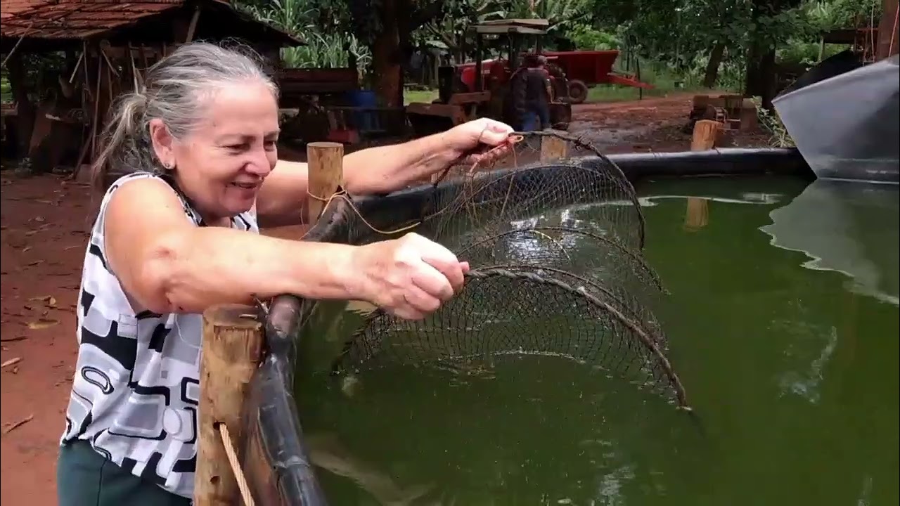Abatemos um porco 🐖 grande / trocando gado de pasto , chuva 🌧️🌧️