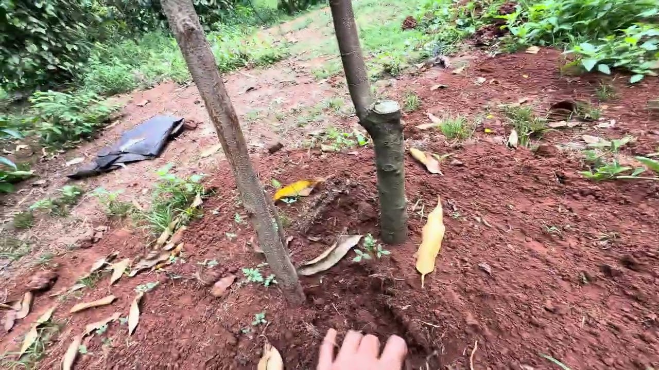 Cách trồng cây sầu riêng đơn giản không mất nhiều thời gian và chi phí 