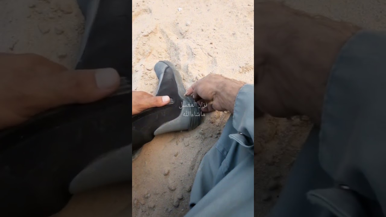 صيانة النخلة. الصنف شيشي
