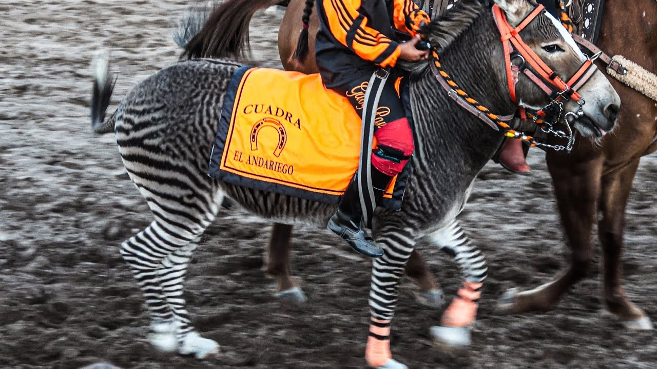 Algo Nunca Antes Visto, Carrera De Cebra Vs Toro Vs Pony
