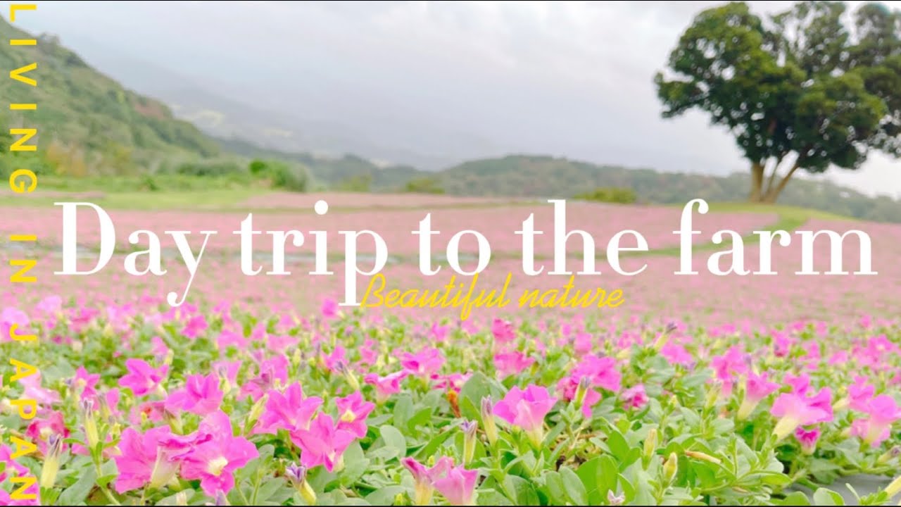 🌸 Beautiful landscape and cute animals 🐏 🐰/Mother Farm, Chiba Japan
