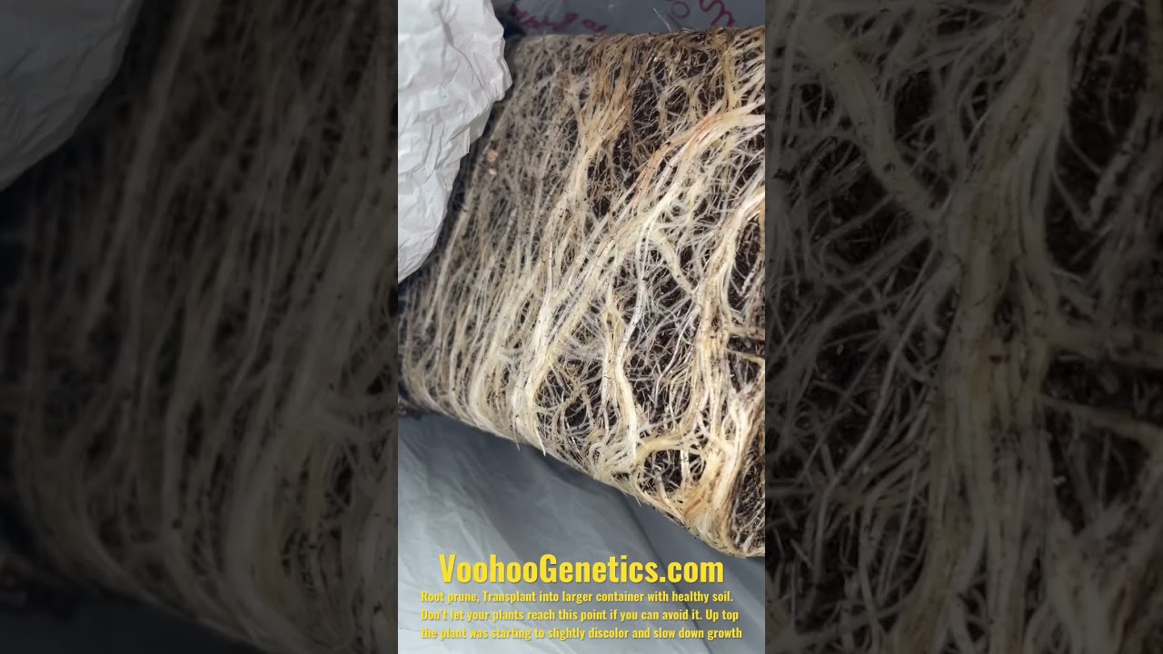 Root bound plant